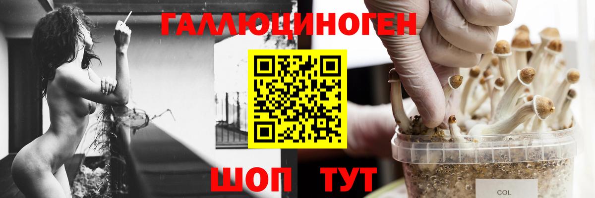 где купить наркоту  Псилоцибиновые грибы Psilocybine cubensis  Вход с VPN  Вологда 